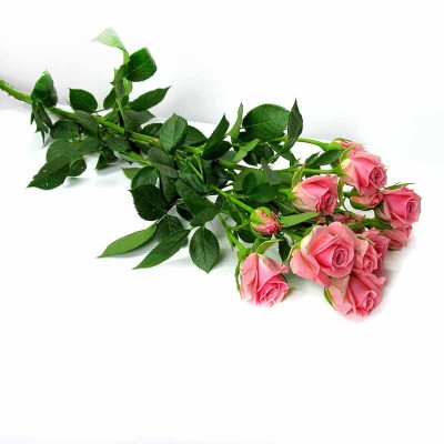 Розы кустовые (розовые) 305