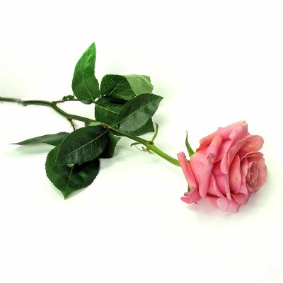 Розы (розовые) 307
