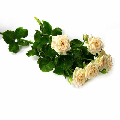 Розы кустовые (кремовые) 308