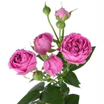 Розы кустовые пионовидные "Мисти Баблз" 317