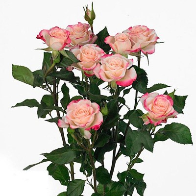 Розы кустовые "Рефлекс" 318